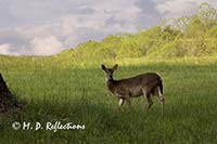 White-tailed deer (Odocoileus virginianus), Cades Cove, Great Smoky Mountains National Park, TN