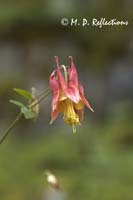 Columbine (Aquilegia canadensis), Great Smoky Mountains National Park, TN